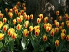 keukenhof-09-april-2011-012 keukenhof-09-april-2011-012