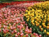 keukenhof-09-april-2011-057