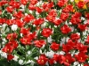keukenhof-09-april-2011-059 keukenhof-09-april-2011-059