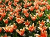 keukenhof-09-april-2011-108ed keukenhof-09-april-2011-108ed