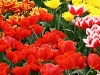 keukenhof-09-april-2011-183