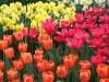 keukenhof-09-april-2011-206 keukenhof-09-april-2011-206