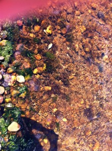 di  bat hao oysters 18 june 2011 011edwm