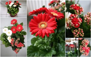 flowers in the potwm